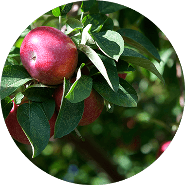 Des fruits et légumes naturels. Couvre 100 % des besoins.