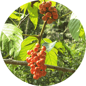 Caféine de guarana